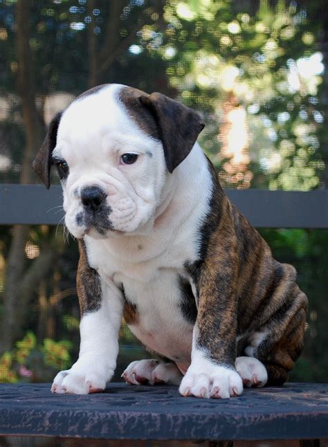 hermes olde english bulldogge puppies for sale|olde english bulldogge female.